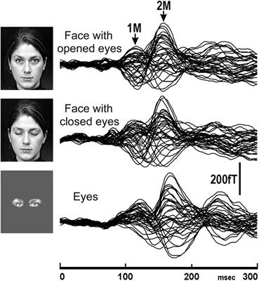 Human Face Perception Using Electroencephalography and Magnetoencephalography